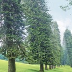 softwood